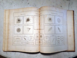 Plate 17