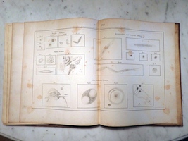 Plate 18