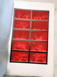 Volume 2 Part 1 Plate E