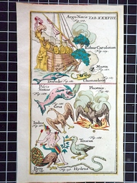Print from Atlas Portatilis Coelestis 1723 - Table 38