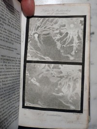 Craters Kepler and Aristarchus