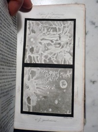 Craters Kepler and Copernicus