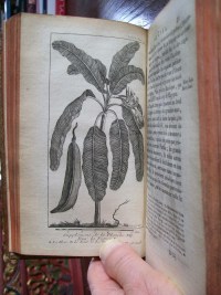 Supplemental Plate 7