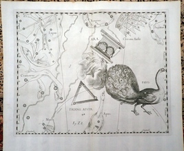 Print from Hevelius' Prodromus Astronomiae 1690 - Pavo
